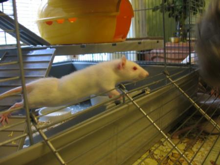  L' APPRIVOISEMENT  2