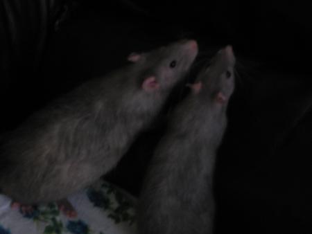 LES JUMEAUX SAPHIR ET RUBY .