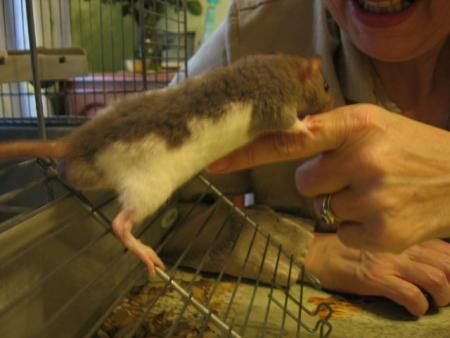  L' APPRIVOISEMENT  4