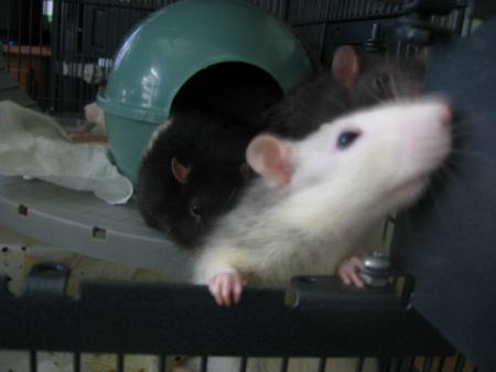  TIC-TAC DE PLUS EN PLUS CURIEUX .