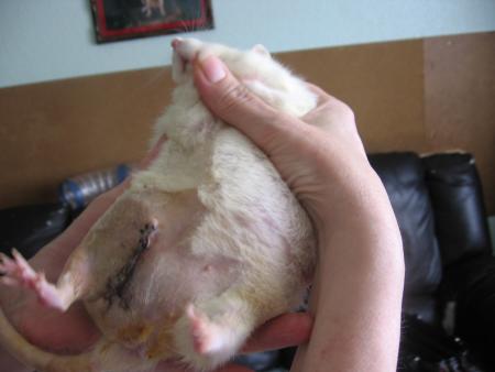 SUZY OPEREE CICATRICE IMPORTANTE  .