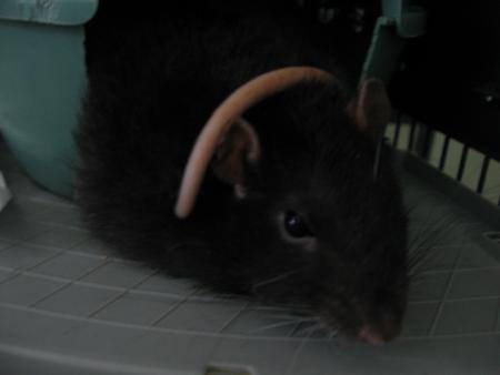 JUMPY SON ALTESSE ROYALE  .