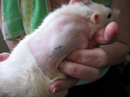 CATHY UN HEMATOME ENORME  APRES OPERATION  !!  .