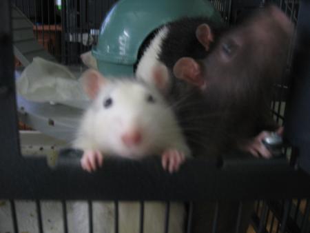  MIKE ET TICTAC LES CURIEUX .