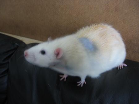 SACHA  LES DEUX VERRUES ENLEVEES  .