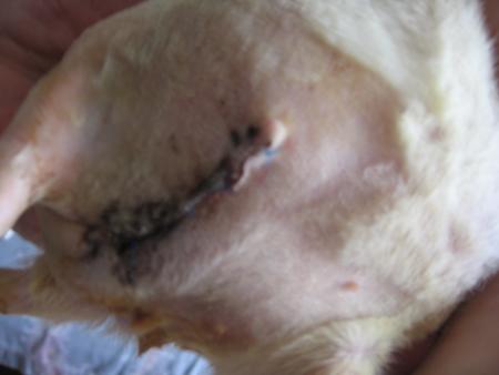 2�me PHOTO OPERATION DE SUZY   .