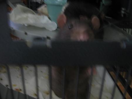  BENJI CURIEUX  ENCORE ET TOUJOURS  .