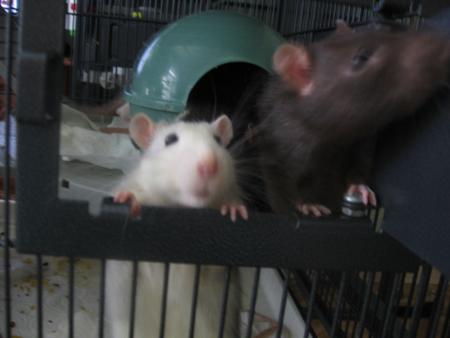  TIC-TAC & BENJI LA GRANDE CURIOSITE DE NOS CHOU-CHOUS .