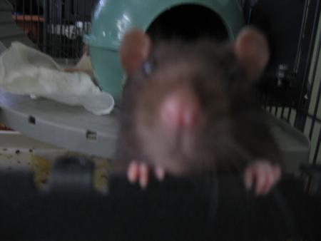  BENDJI TOUJOURS LA CURIOSITE .