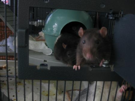  BENDJI ET MIKE LA CURIOSITE .