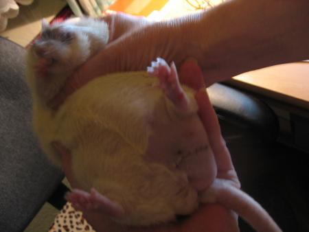 L OPERATION DE CARA  .