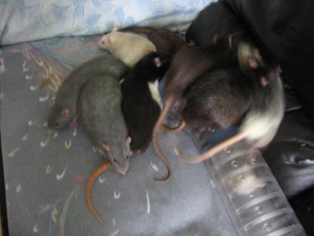 PAGAILLE CHEZ LES BEBES  .