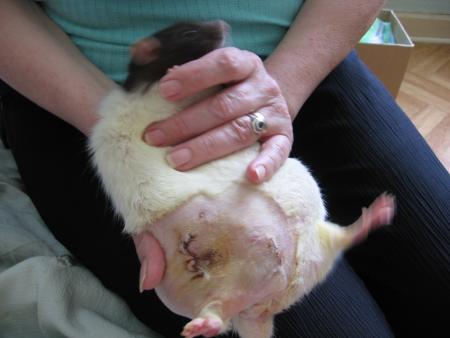   L OPERATION DE  SHIKA    .