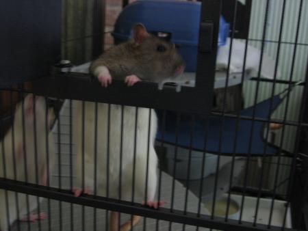 LES JEUNES FEMELLES  RICKY