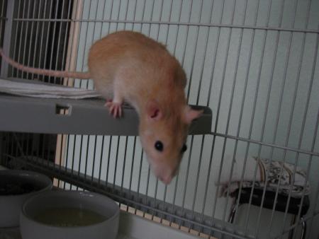 UNE PETITE NOUVELLE   CANELLE