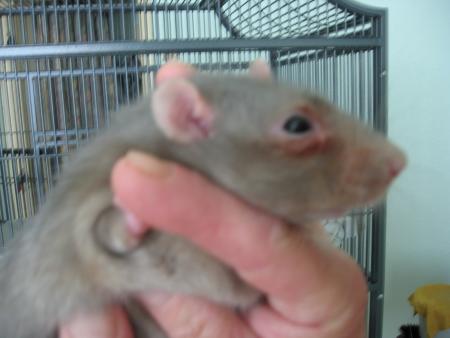 RUSTY PROBLEME DE PORFIRINE  .