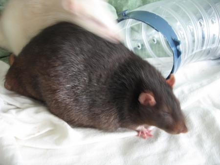 LES  6  BEAUX VETERANTS     MIKE