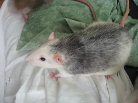 LES  6  BEAUX VETERANTS   TIC - TAC   P