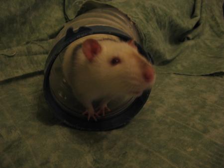 KIWI  SENT LA BONNE CREME FRA�CHE LOL  .