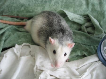 LES  6  BEAUX VETERANTS      TIC - TAC  R  .