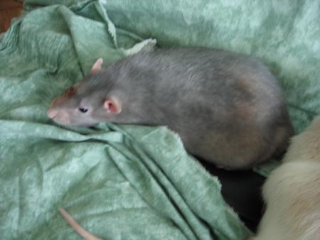 LES 6 BEAUX VETERANTS    RUSTY    .