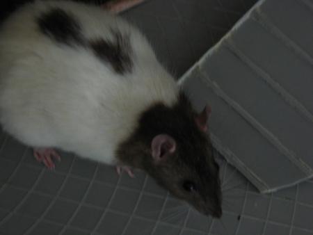 LES JEUNES FEMELLES   CHICO .