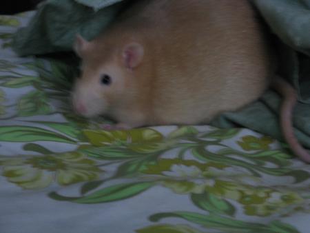 ETANE CHERI  .( PHOTO 2 )