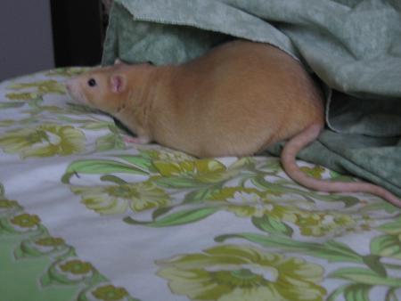 ETANE CHERI . ( PHOTO 3 )  .