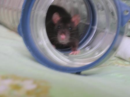 CHOCOLAT AUSSI S'HABITUE A SON NOUVEL ENVIRONEMENT  .