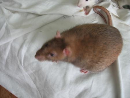 LES  6  BEAUX VETERANTS     BENJI