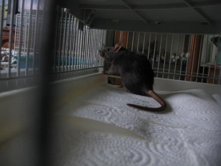 UNE PETITE NOUVELLE CHOCOLAT  .