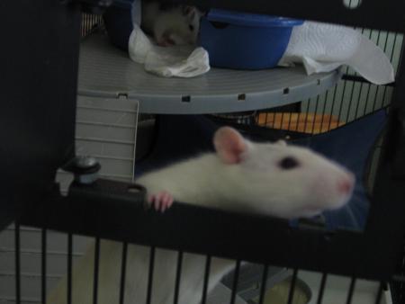 LES JEUNES FEMELLE  PINKY  .