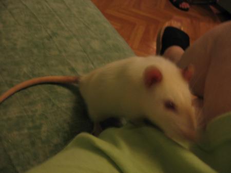 KIWI AIME ALLEZ TROUVER MAMY SUR LE CANAPE  .