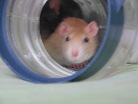 CANELLE  S' HABITUE DOUCEMENT   .