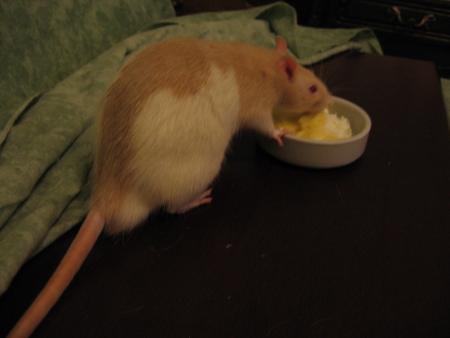 TUBIZE  ET LA BONNE NOURITURE LOL .