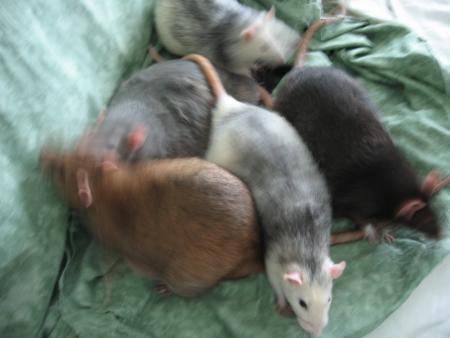 L ' EQUIPE DES VETERANTS  .