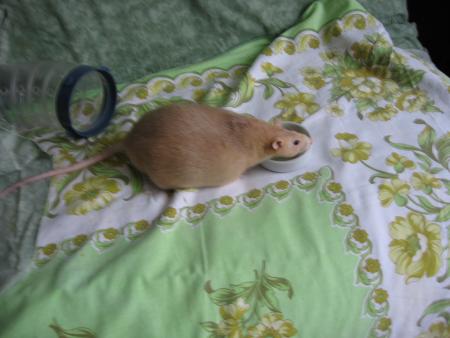 NOTRE PETIT ETANE CHERI  . ( PHOTO 1 )