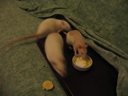 LES 3 AIMENT LA BONNE CREME  .