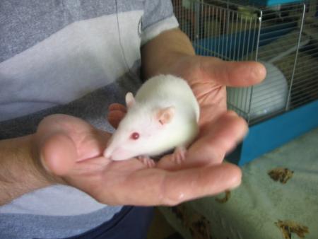 LES JEUNES MALES   (  LOULOU  )  .