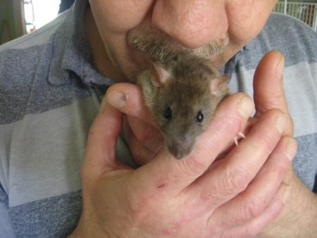 LES JEUNES MALES  (  DUC  )  .