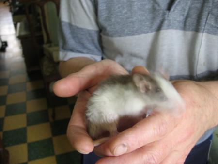 LES JEUNES MALES  PRINCE .