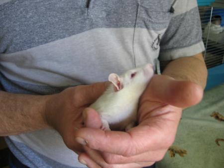 LES JEUNES MALE   (  FIFI  )  .