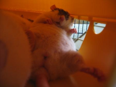 ROSA EST DERANGEE  .