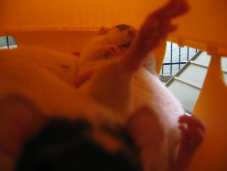 PAS CONTENTE LA ROSA