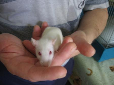 LES JEUNES MALES   RIRI .