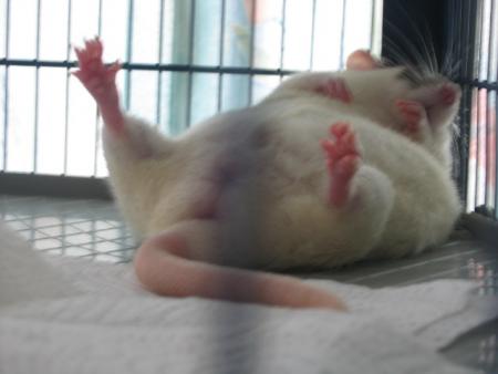 LUNA SE REPOSE A L AISE