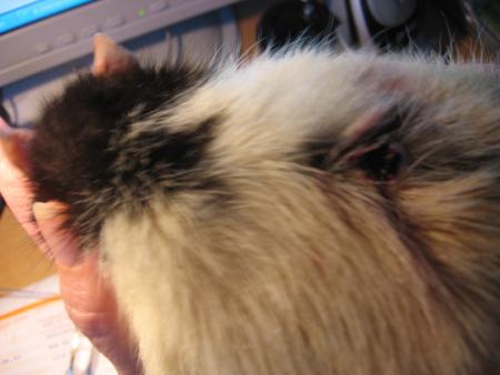 OPERATION DE LUCKY .