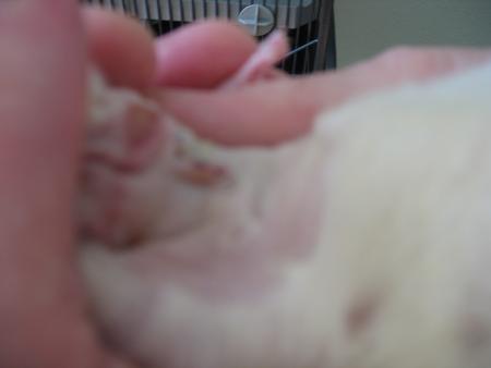 LA  2�me OPERATION  DE  SARAH  .