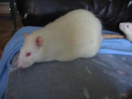 FIFI NE VA PAS BIEN DU TOUT  !!  .