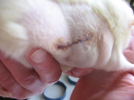 SUZY A ENCORE JOUER A L ARRACHEUSE DE FILS .